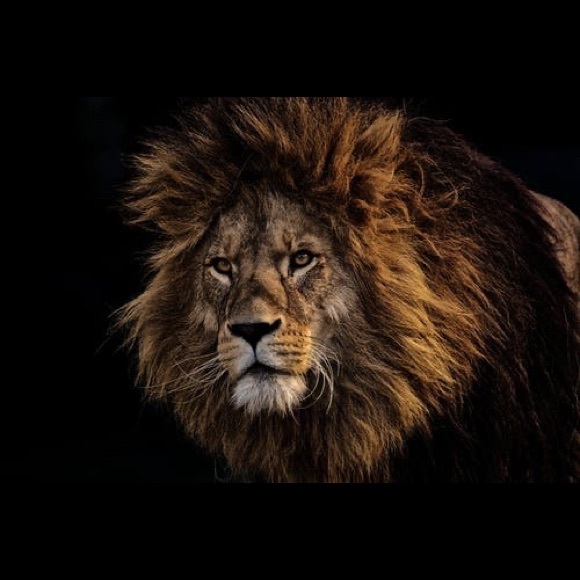 Meet your Posher, Mariama - Picture 1 of 1